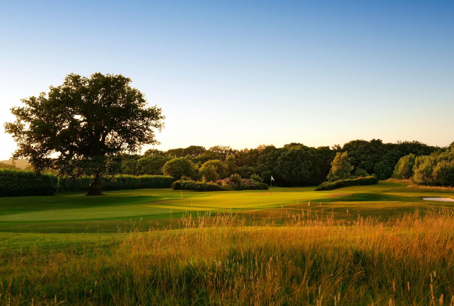 Long reeds stand on the Wales National golf course