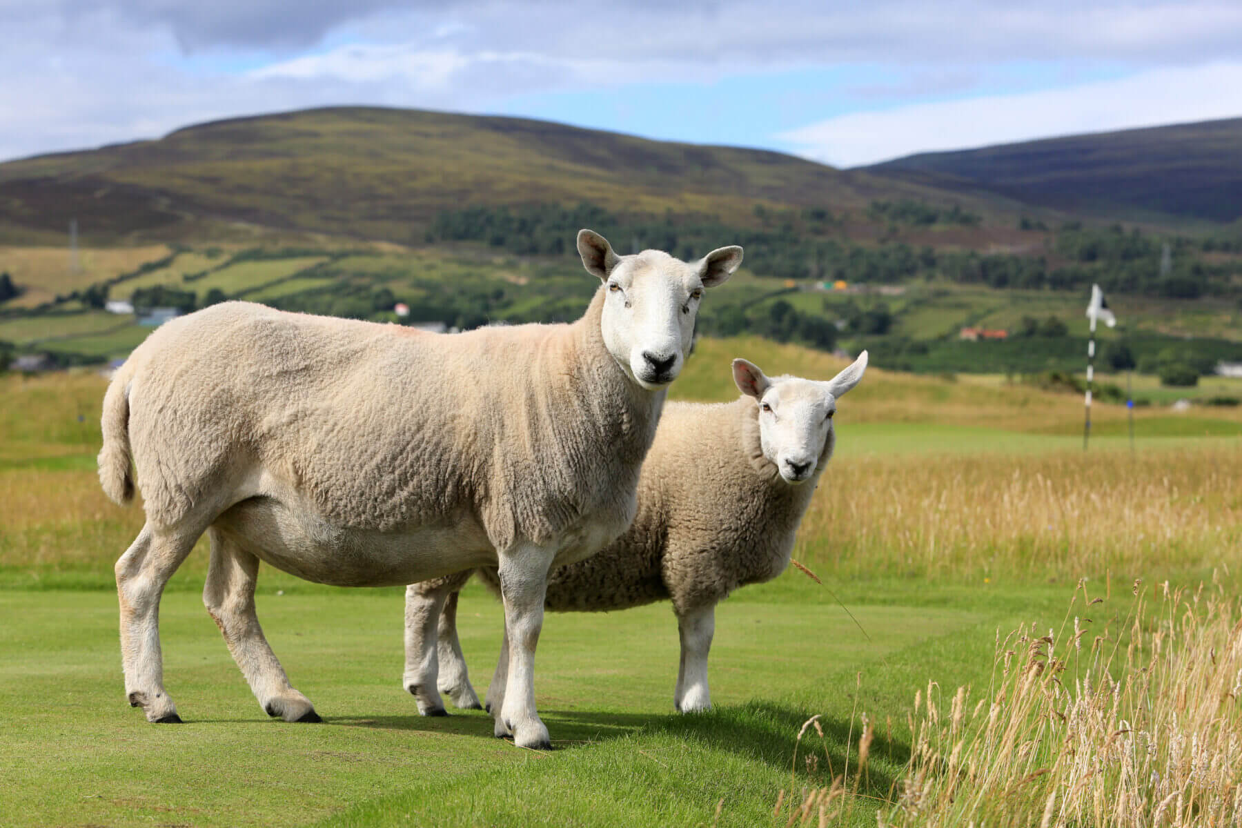 Brora Golf Club