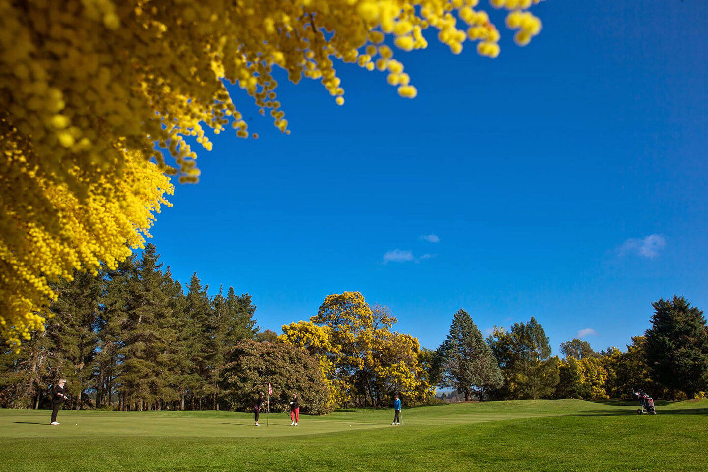 Golfers putt on a green at Hasting golf course