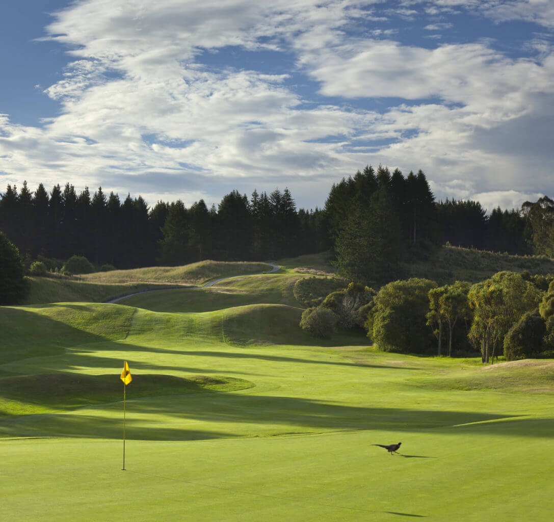 A bird walks on a green at the golf course