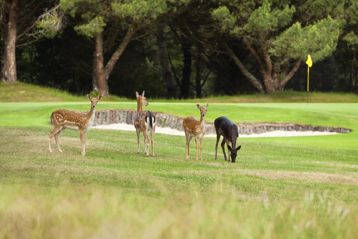 Deer stand on the Wairakei golf course