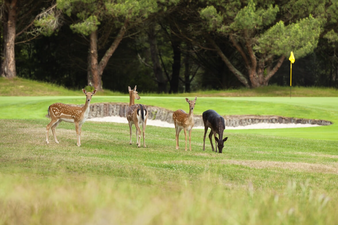 Deer stand on the Wairakei golf course