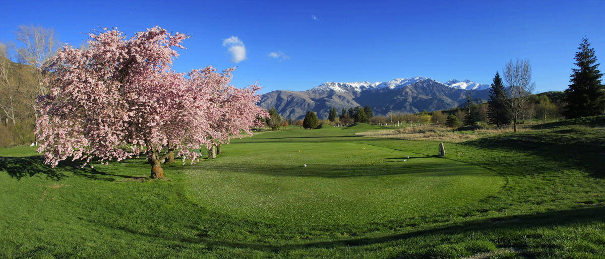 Pink tree blossoming next to tee box at Arrowtown Golf Club