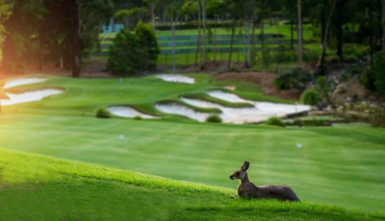 Kangaroo rests at Brookwater golf course