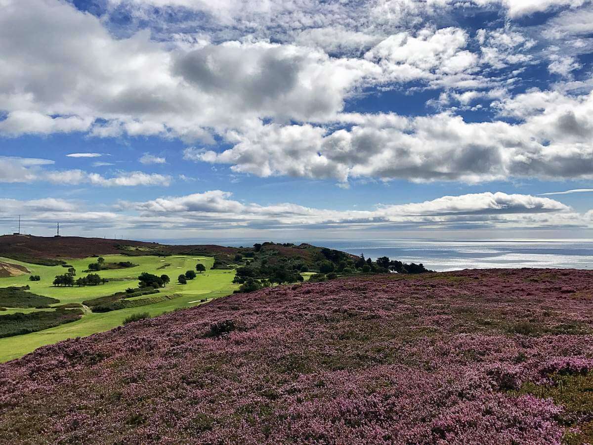 Howth Golf Club Wild Flowers