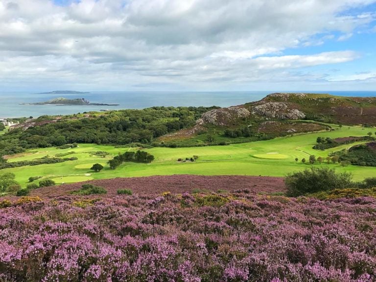 Purple wildflowers on a hill overlooking Howth Golf Course Ireland