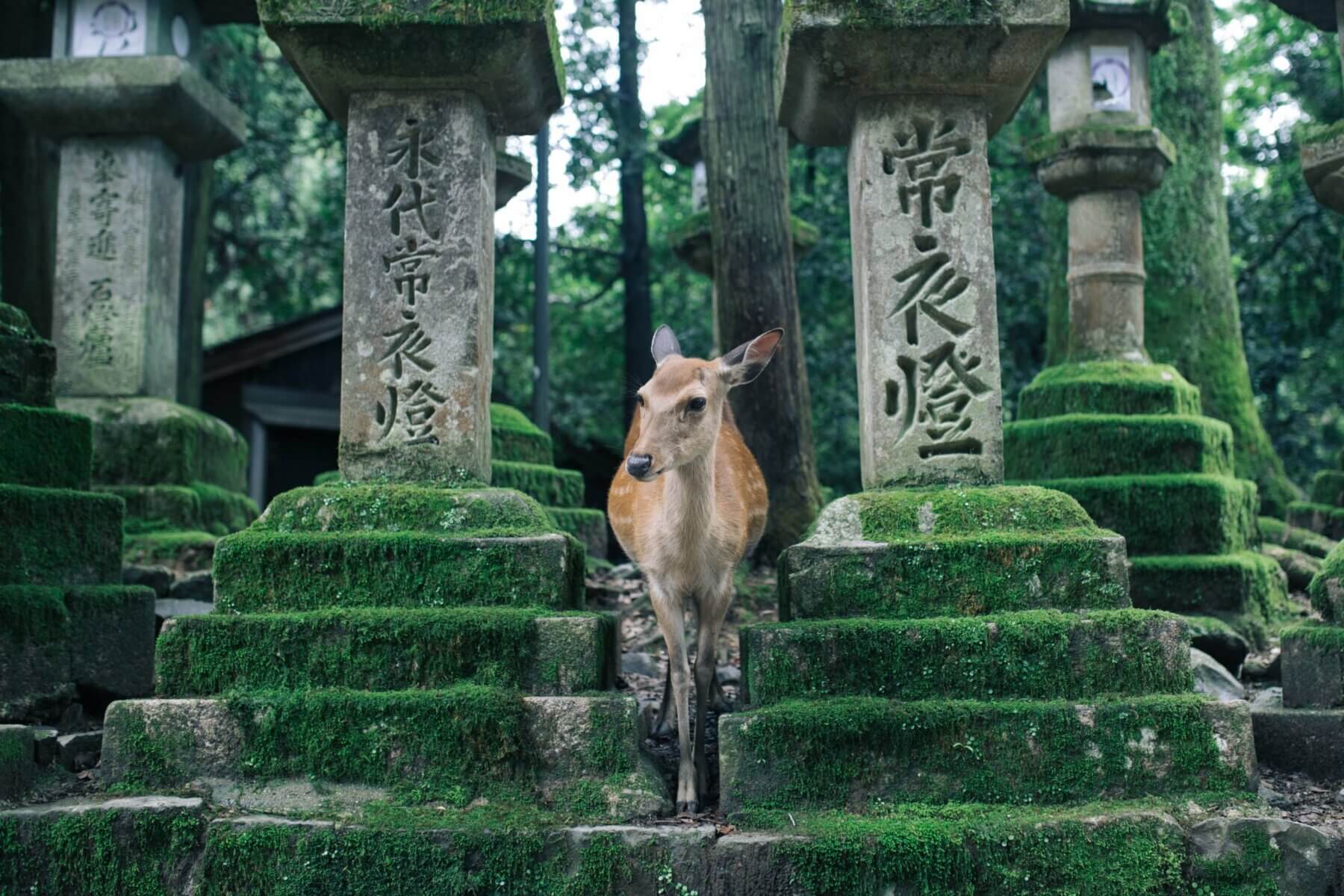 Nara deer park Japan