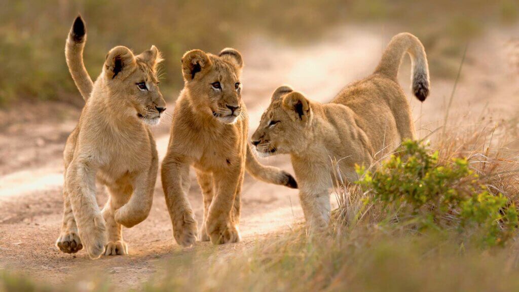 Lion cubs playing