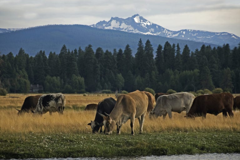 Rodeo cows graze in a lush field at Black Butte Ranch, Oregon, USA