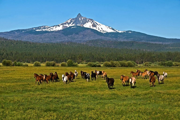 Image of horses running in a field under Mt Washington at Black Butte Ranch, Oregon, USA