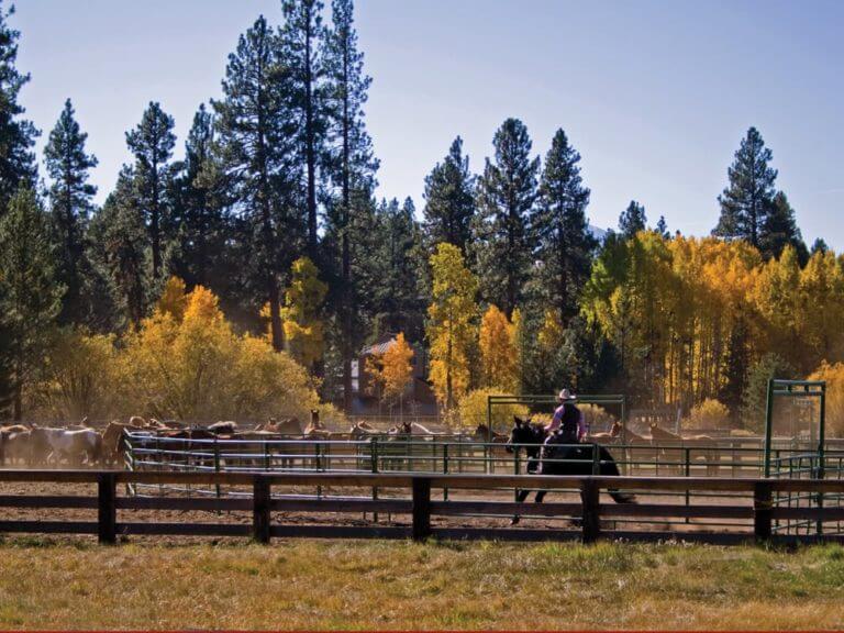 Image depicting cattle and a cowboy at the Black Butte Ranch, Oregon, USA