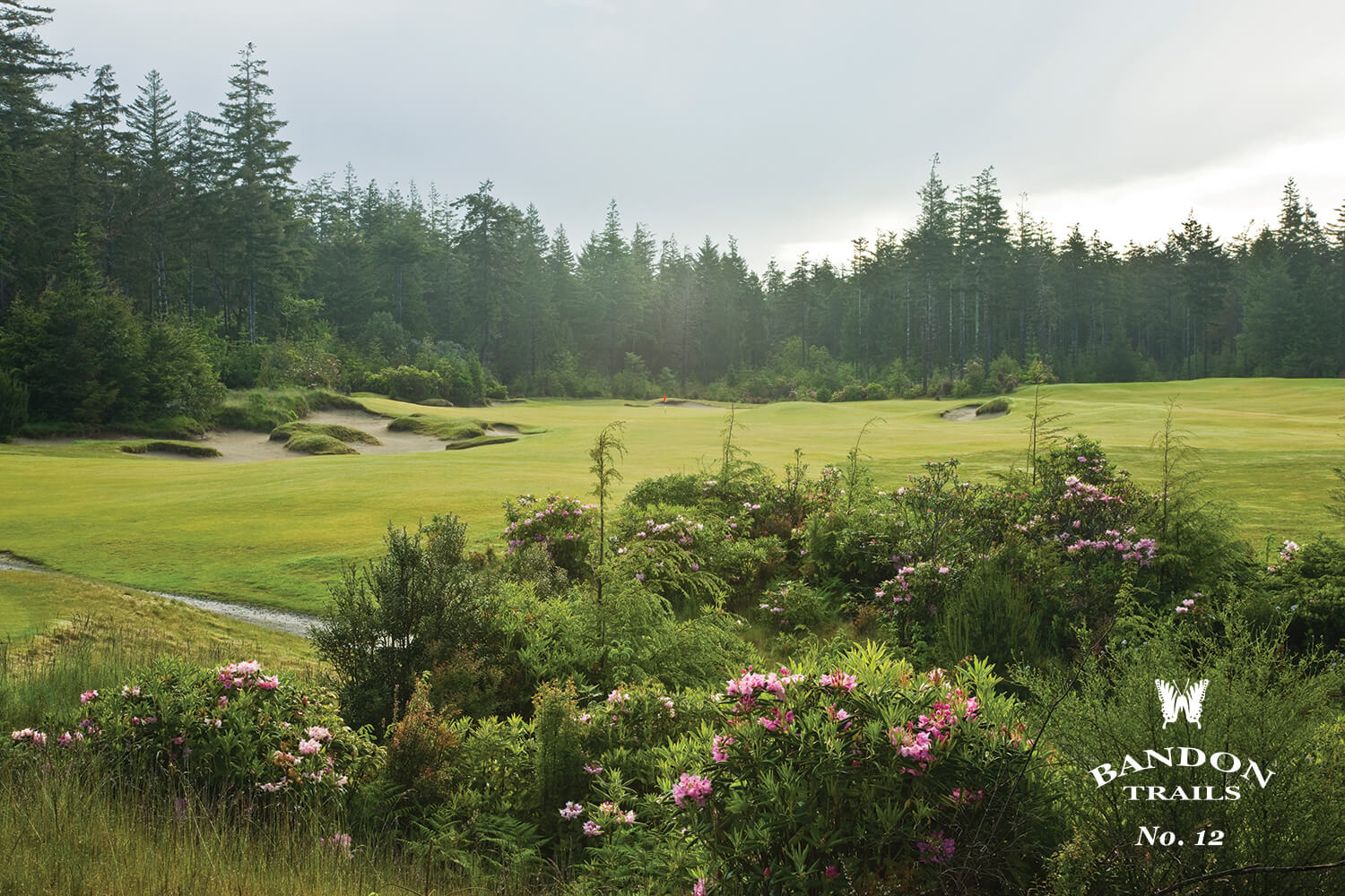 Image depicting the lush forest of the Bandon Trails Golf Course, Bandon Dunes Golf Resort, Oregon, USA
