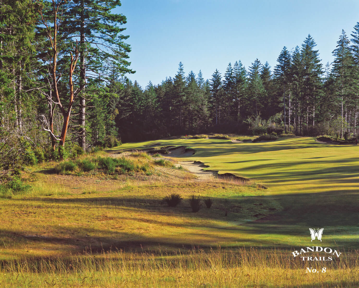 Overlooking the 8th fairway and tall pine trees, Bandon Trails Golf Course, Bandon Dunes Golf Resort, Oregon, USA