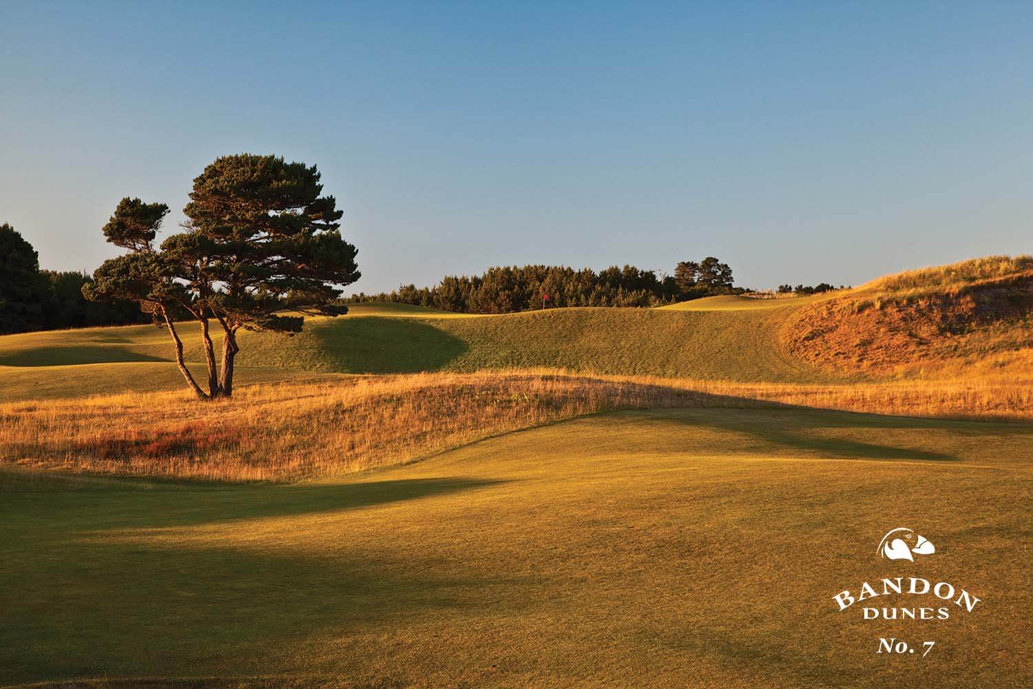 Image of a lone tree on the 7th hole at Bandon Dunes Golf Course, Bandon, Oregon, USA