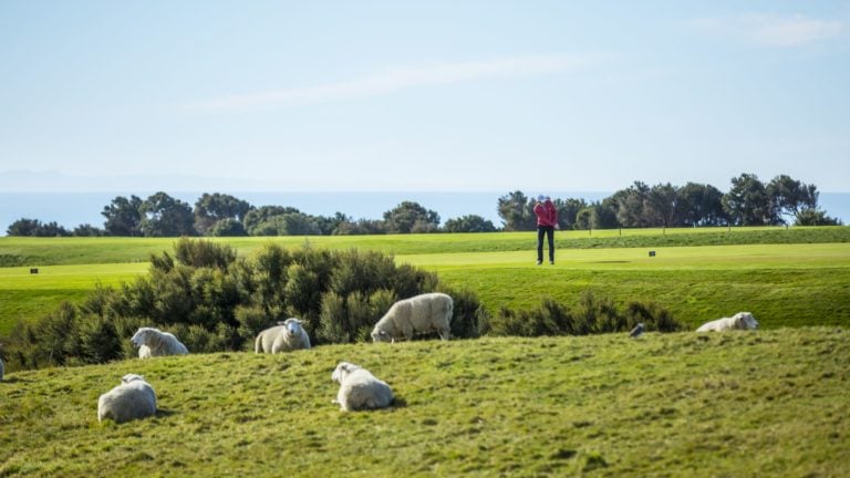 Golfers play around sheep at Cape Kidnappers, Hawke's Bay, New Zealand