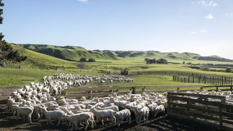 Cape Kidnappers Farm Sheep, Cape Kidnappers, Hawke's Bay, New Zealand