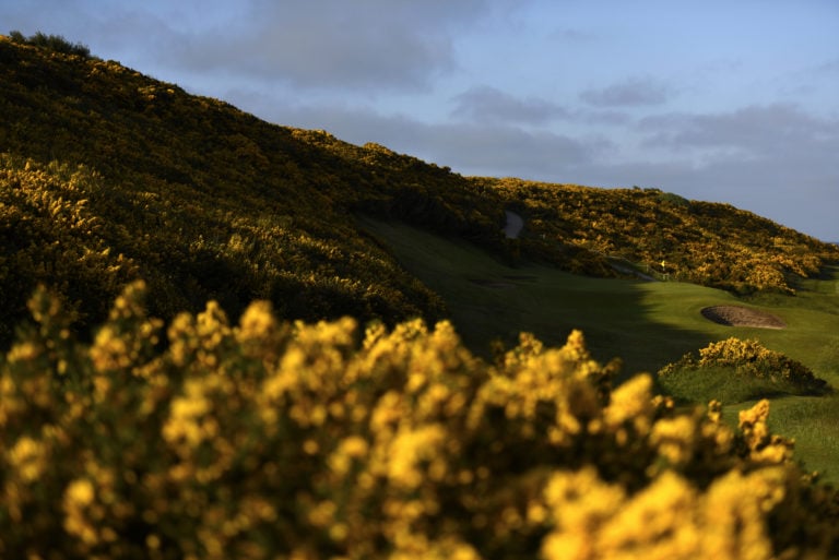 Image depicting yellow gorse in front of the green of thee par-3 6th hole on the Championship Links Course a Royal Dornoch Golf Club, Scotland