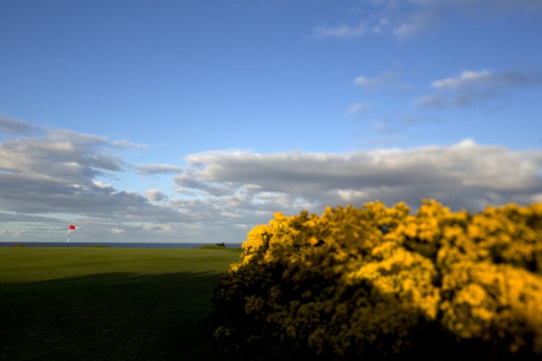 Image of a gorse bush situated on the golf course hole 16 at Royal Dornoch Golf Club, Scotland