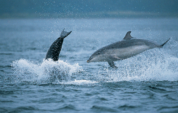 Image of Dolphins in the sea near Fortrose and Rosemarkie golf Links, Inverness, Scotland