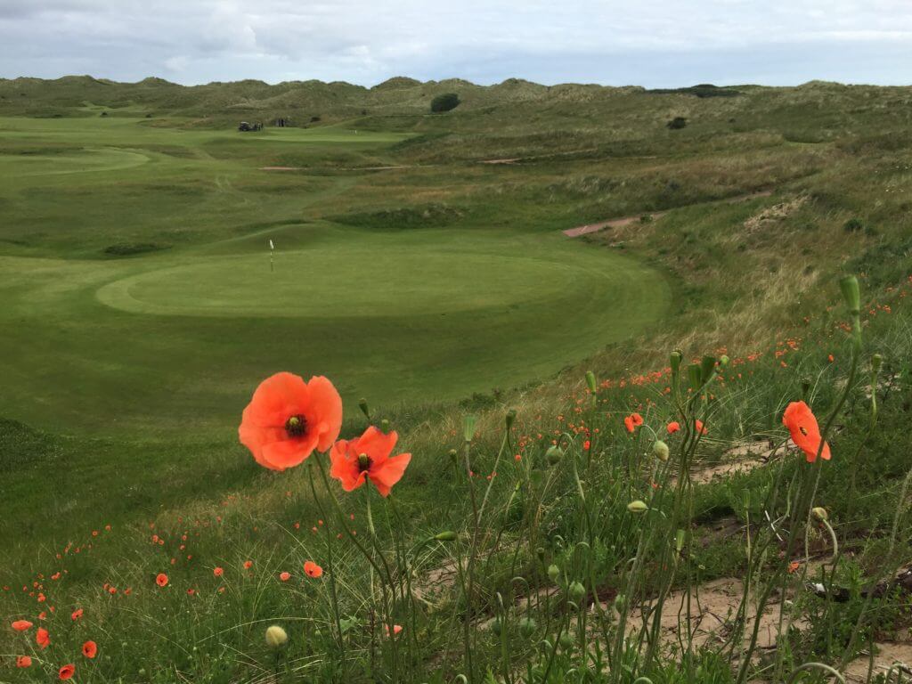 Image depicting a flower in front of a green at Valley Golf Course at Portrush