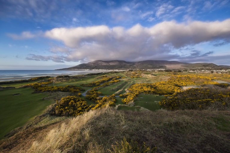 Image overlooking gorse on the golf course at Royal County Down Golf Club, Northern Ireland