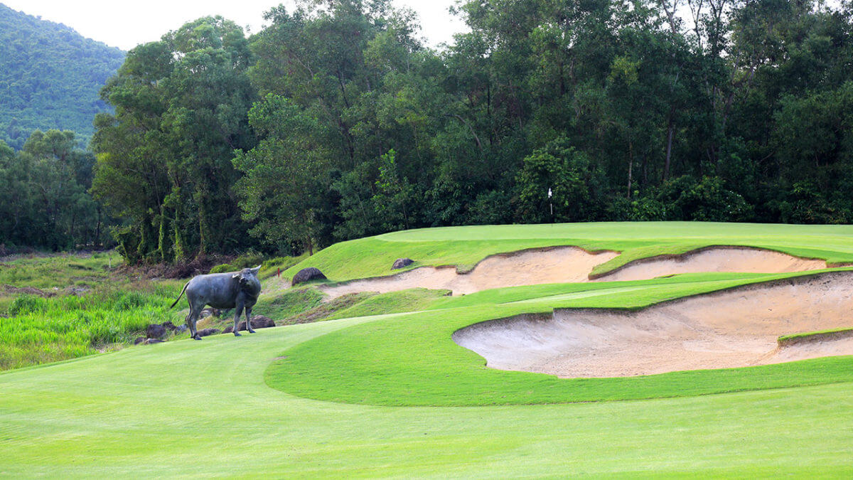 Image of a local animal on the golf course at Laguna Lang Co Golf Club, Da Nang, Vietnam