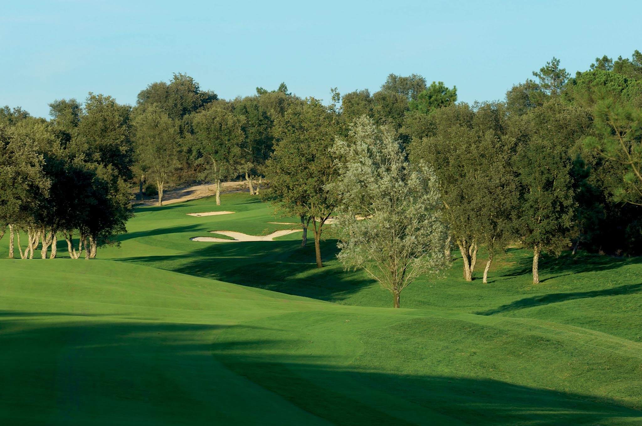 Overlooking the seventh hole flanked by tall trees