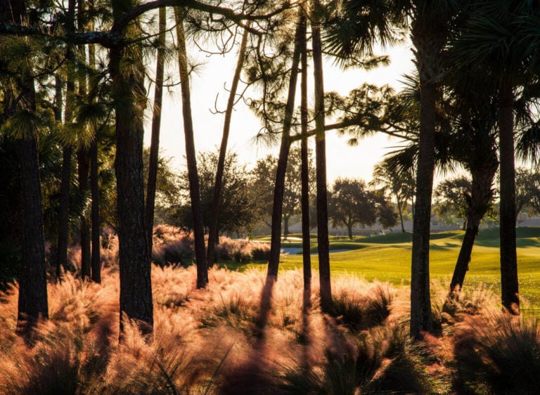 Looking through tall trees on the Champion Golf Course at PGA National Golf Resort