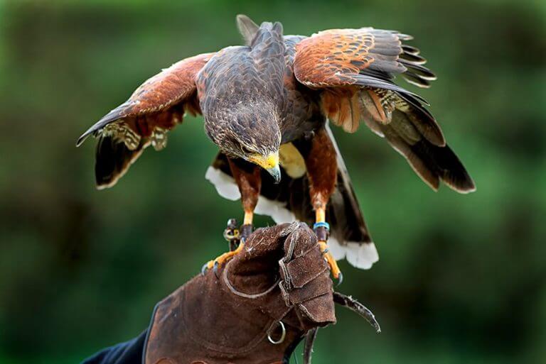 A falcon rests on a gauntlet as an activity at the K Club Resort in Ireland
