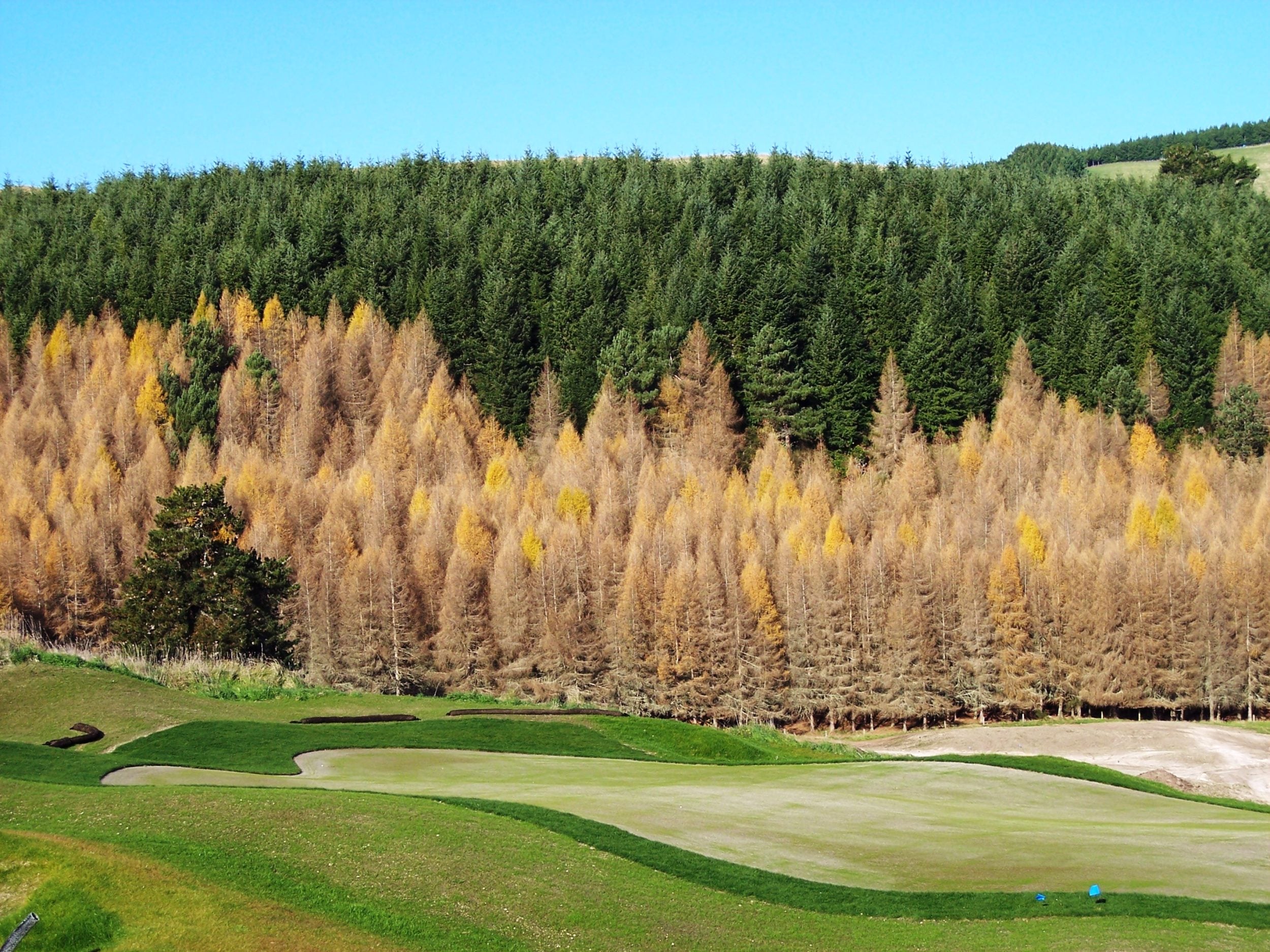 Image of a heavily forested area behind The Kinloch Club Golf Course, New Zealand
