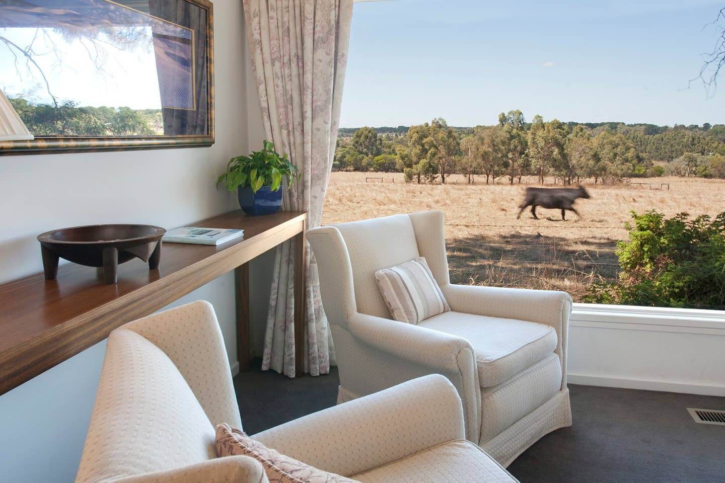 The sun-room overlooks an adjoining paddocl and cow at Merricks North Retreat