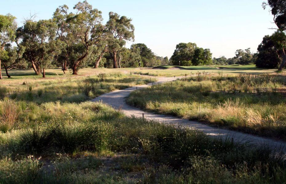 Long reeds separate a tee from fairway on the golf course