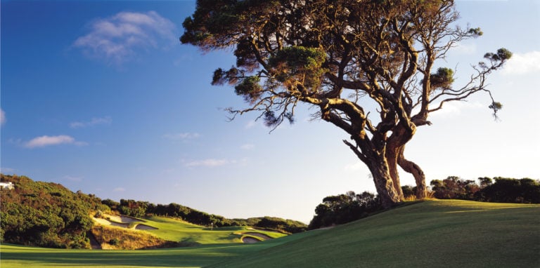 Large gnarled tree overlooks the first fairway at The National Golf Club