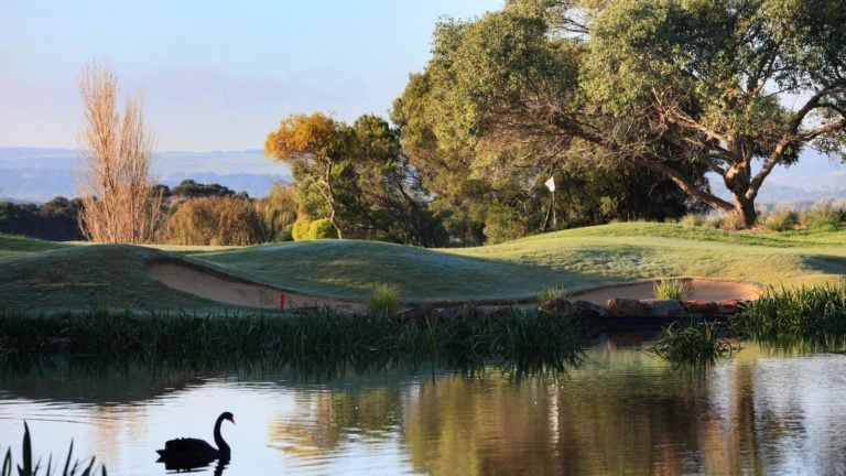 A swan swims on a lake at the eleventh hole at Eagle Ridge Golf Club