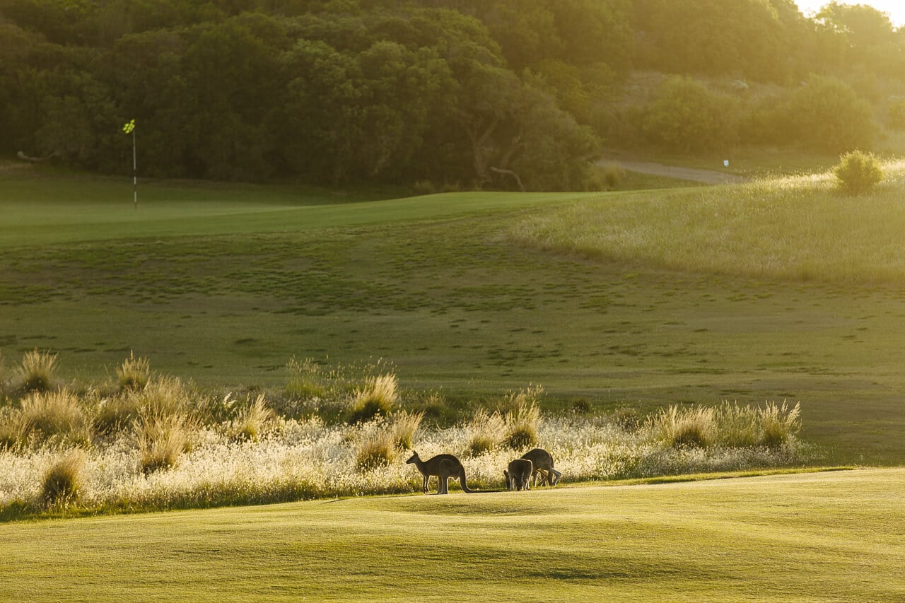Kangaroos graze on the golf course at St Andrews Beach