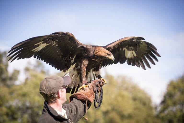 A falcon showcasing the popular recreational activity at Gleneagles Resort