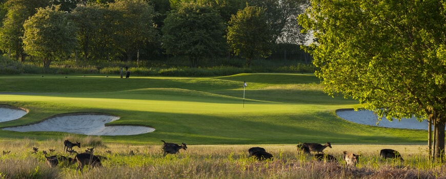 Deer roam free in the foliage of the golf course