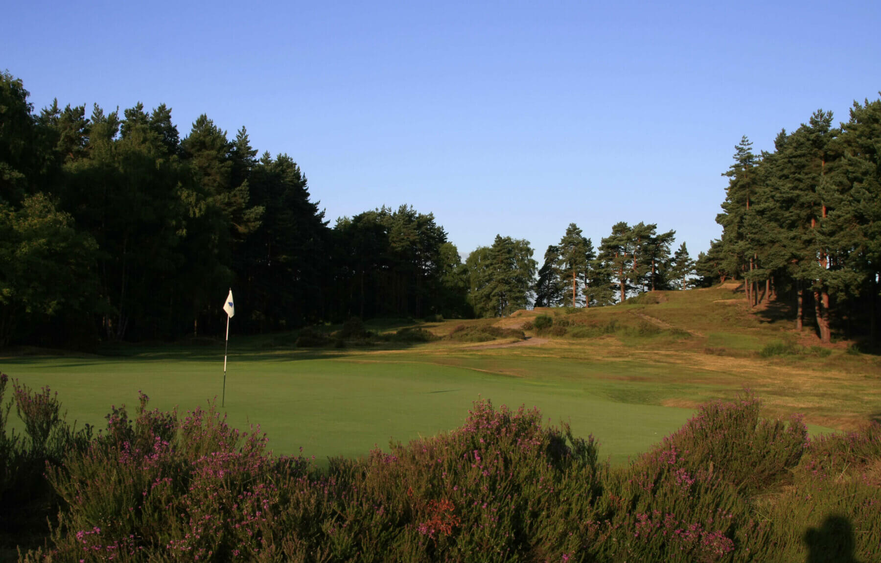 Dense heather covers much of the golf course at Sunningdale