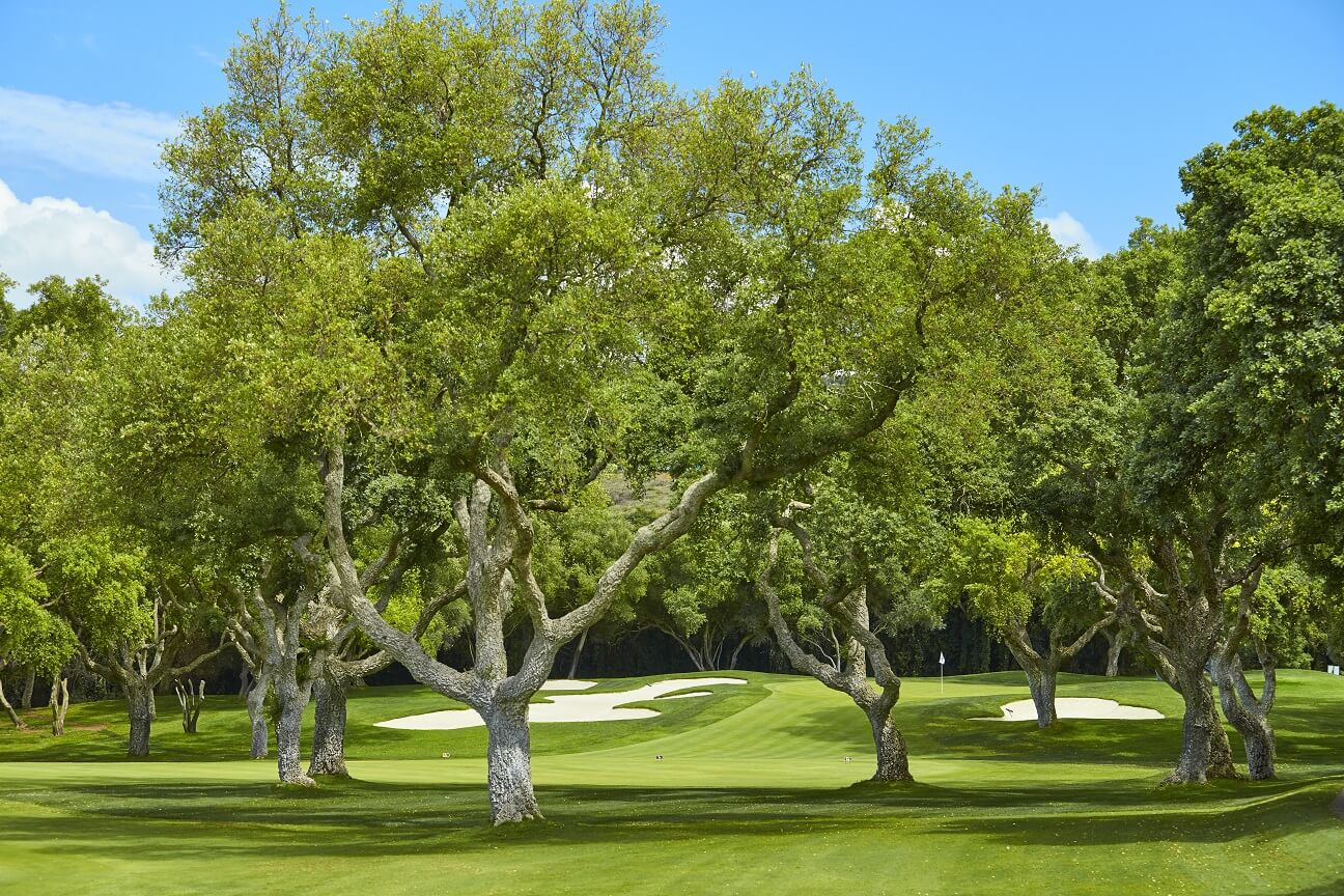 Large cork trees stand in the middle of a fairway at Real Club Valderrama