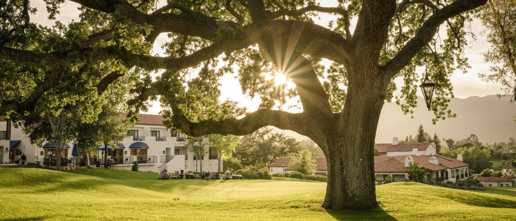 The sun shines through an oak tree at Ojai Valley Inn