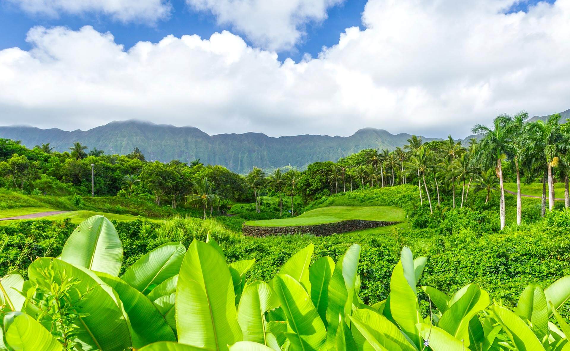 An isolated green blends with Hawaiian vegetation