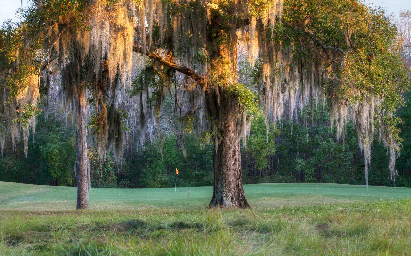 Overhanging branches obscure the third green of the Judge course