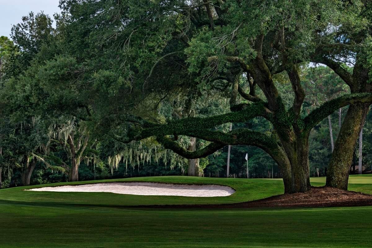 Overhanging tree branches on the Lakewood Golf Club Dogwood course
