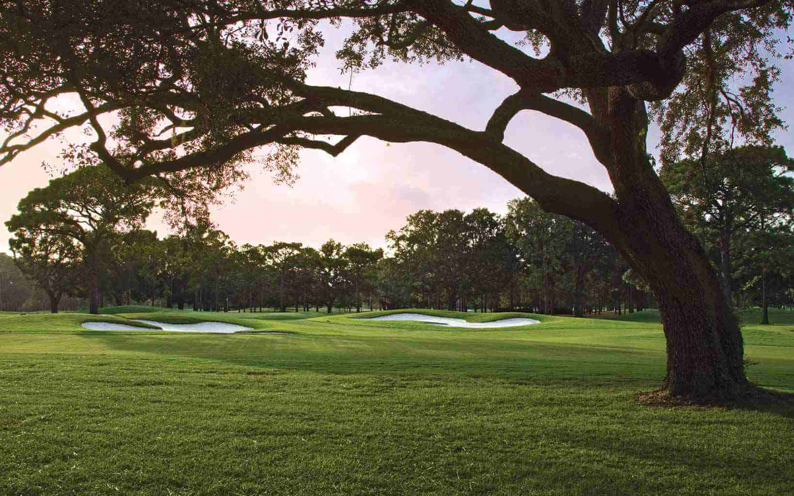 A tree branch overhangs on the Azalea Course