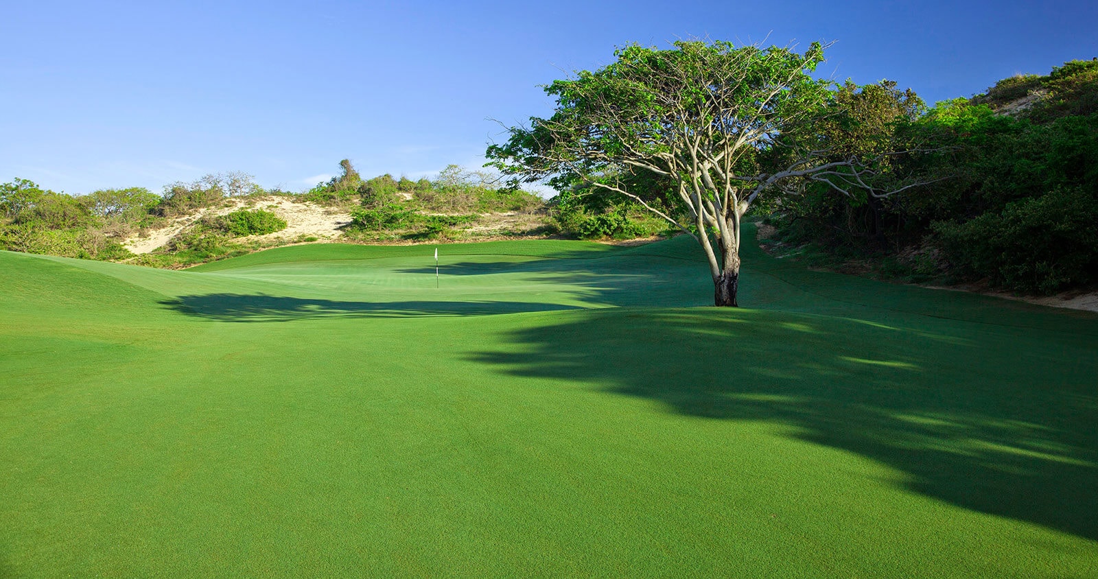 A large tree stands on the thirteenth hole