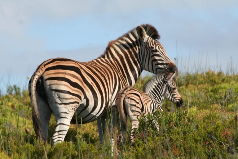 Zebras are a common sight in the Pinnacle Point game reserve