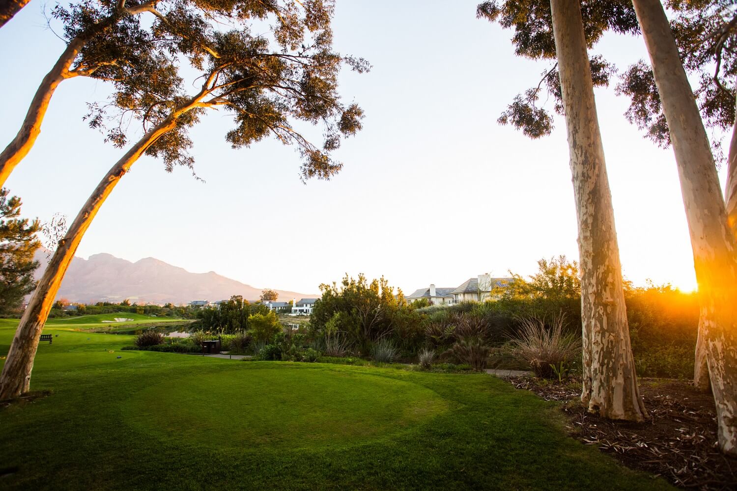 Gum tree stands over a tee at Pearl Valley's Golf Course
