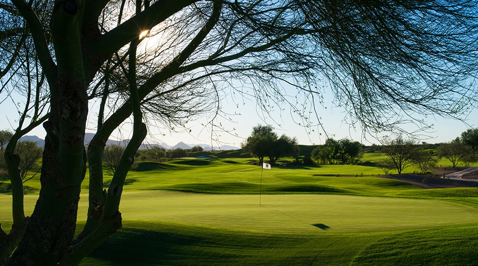 Tree overshadows the 12th hole at TPC Scottsdale