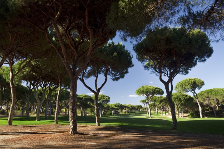 Umbrella pines cast shadows over the golf course at Dom Pedro Millennium course