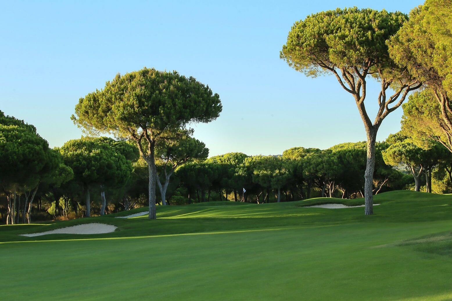 Large Umbrella Pines stand over the Millennium golf course at Dom Pedro